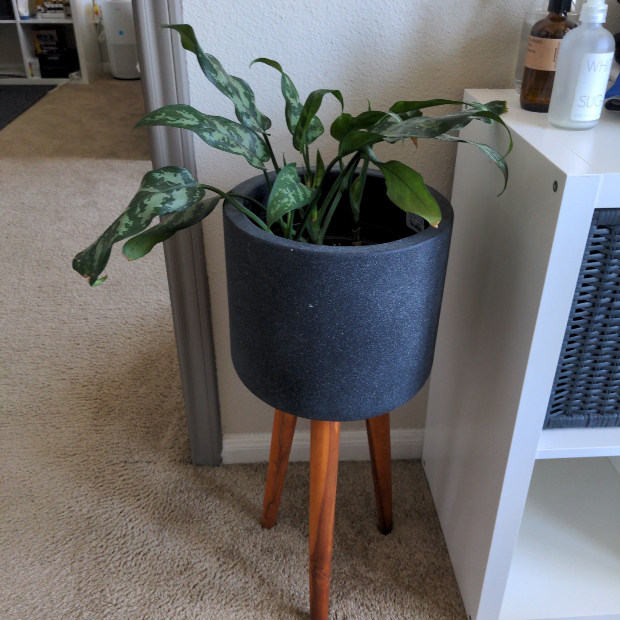 Aglaonema 'Emerald Beauty' plant in a pot on a wooden stand, appears healthy.