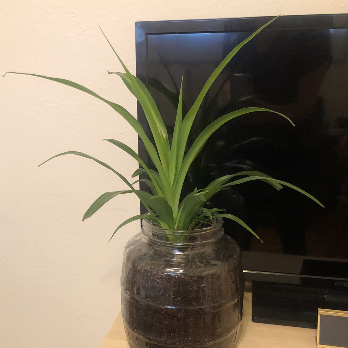 Spider Plant plant photo by @roguered named Jesús on Greg, the plant care app.