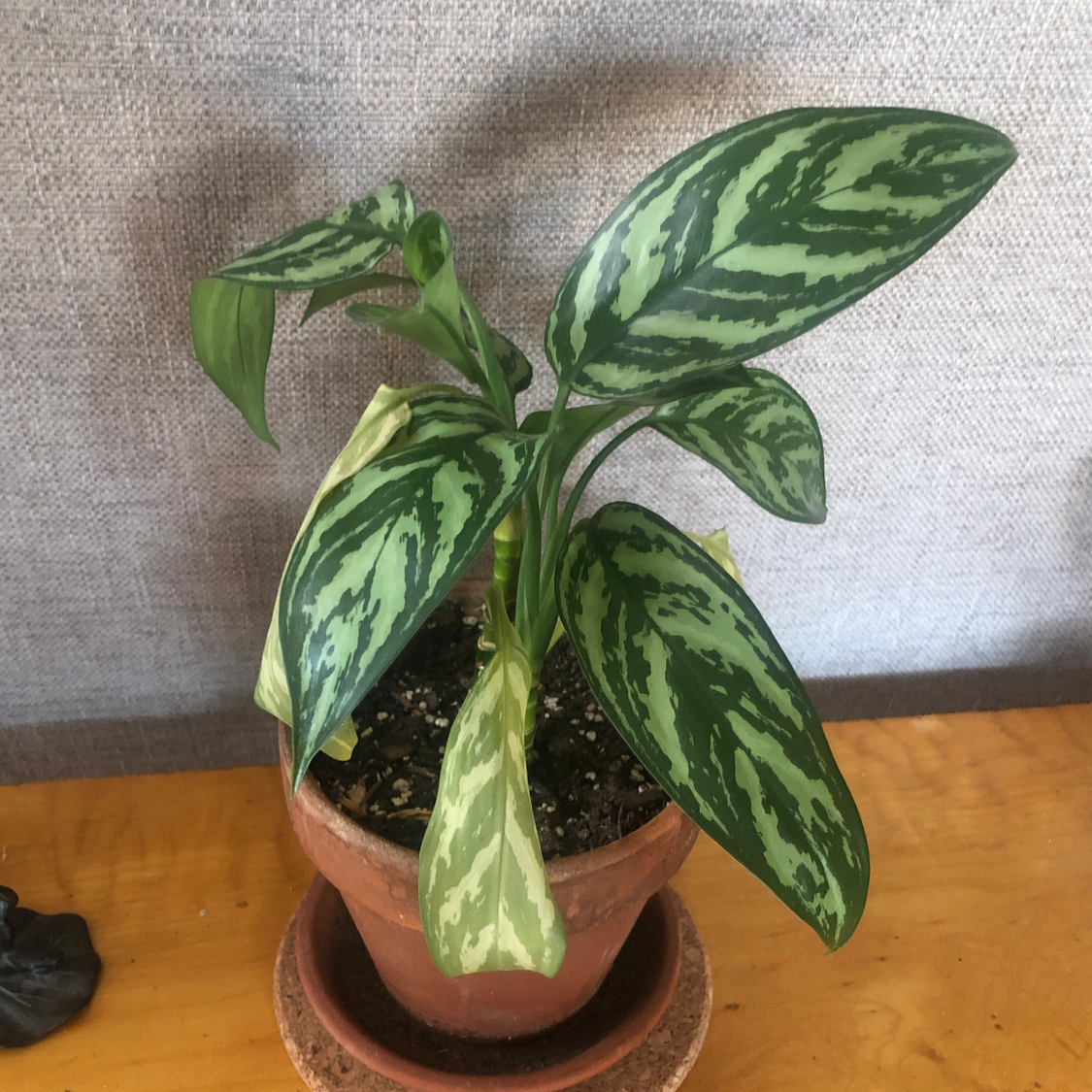 Chinese Evergreen plant photo by @roguered named Confucius on Greg, the plant care app.