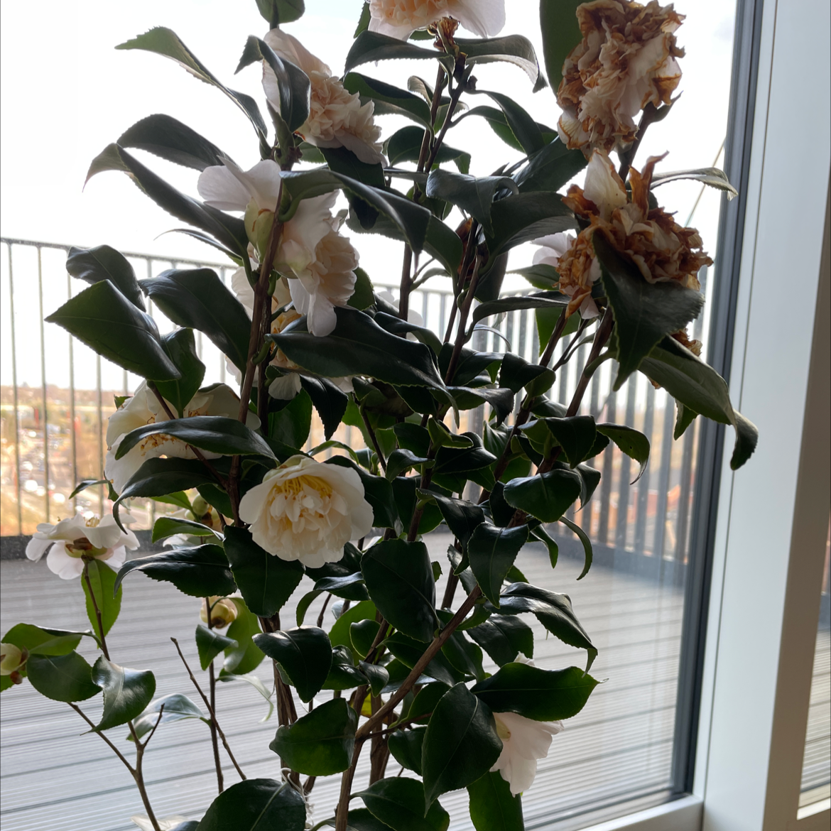 Why Are There Brown Spots on My Camellia Leaves?