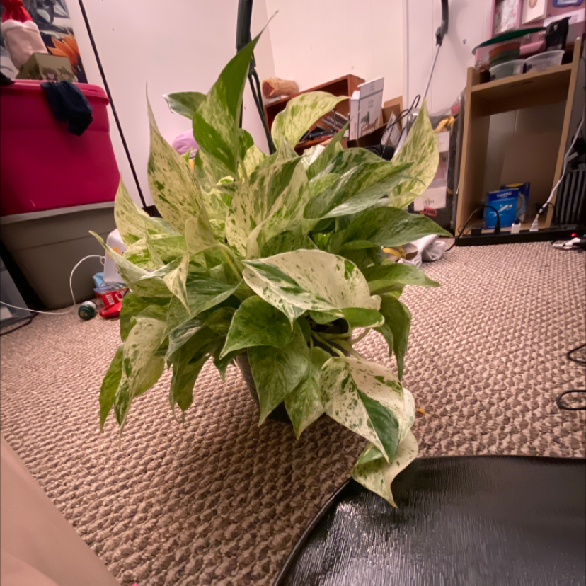 Photo of the plant species Silver Satin Pothos by @jazphobe named Fernie Saunders on Greg, the plant care app