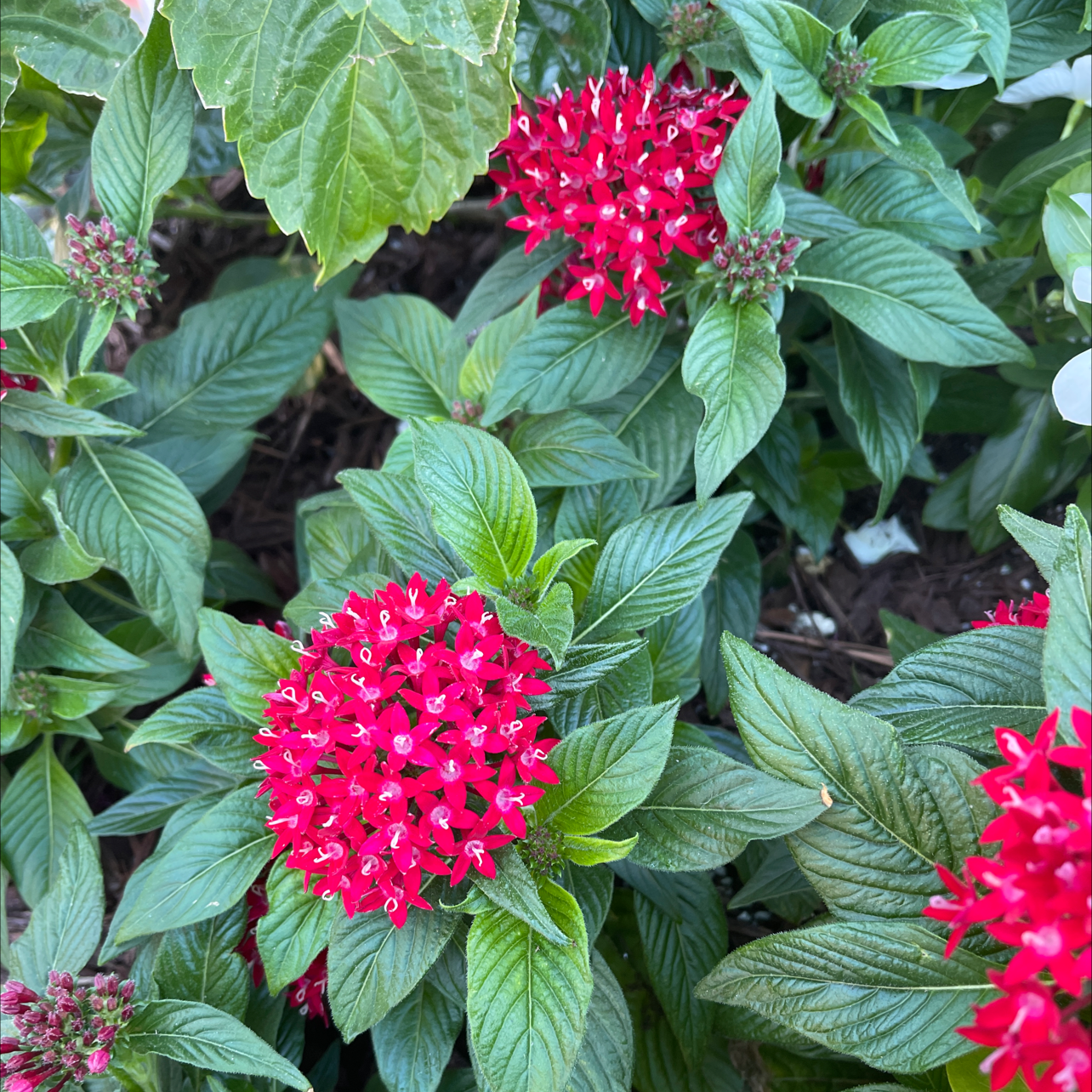 Egyptian Starcluster plant with vibrant red flowers and green leaves.