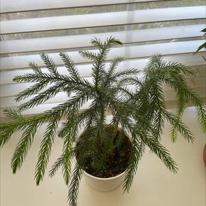 Norfolk Island Pine plant photo by Lorrie named Christmas on Greg, the plant care app.