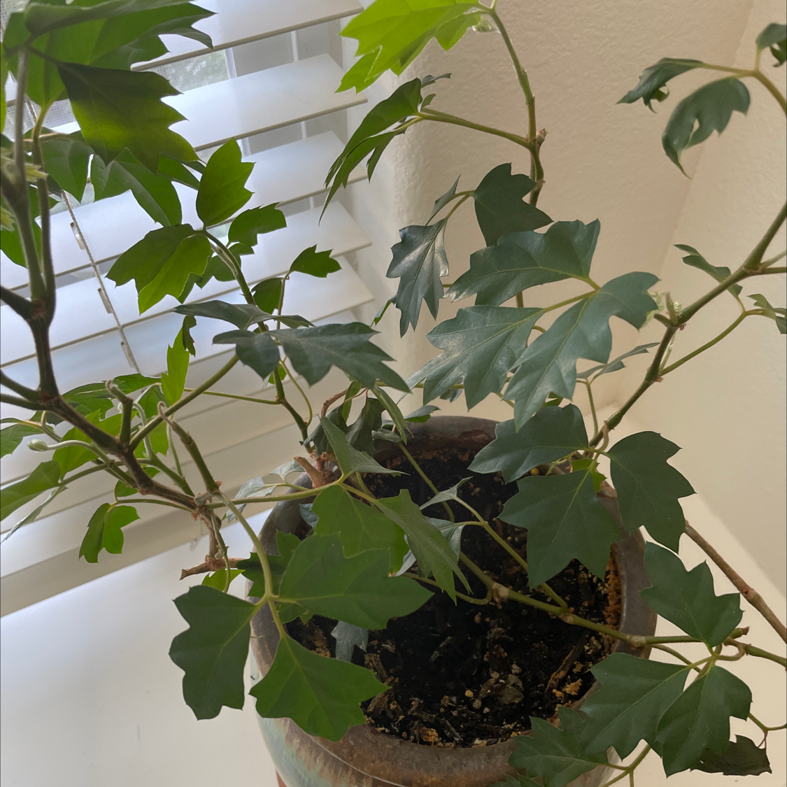 Healthy grape ivy plant with vibrant green lobed leaves growing in a terra cotta pot, well-framed image focused on the thriving foliage.
