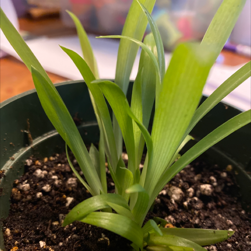 Spider Plant plant photo by @StoutTawa named Gloria 2.0 on Greg, the plant care app.