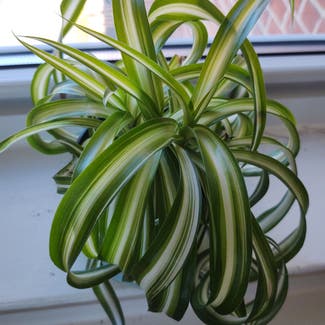 Spider Plant plant in Ossining, New York