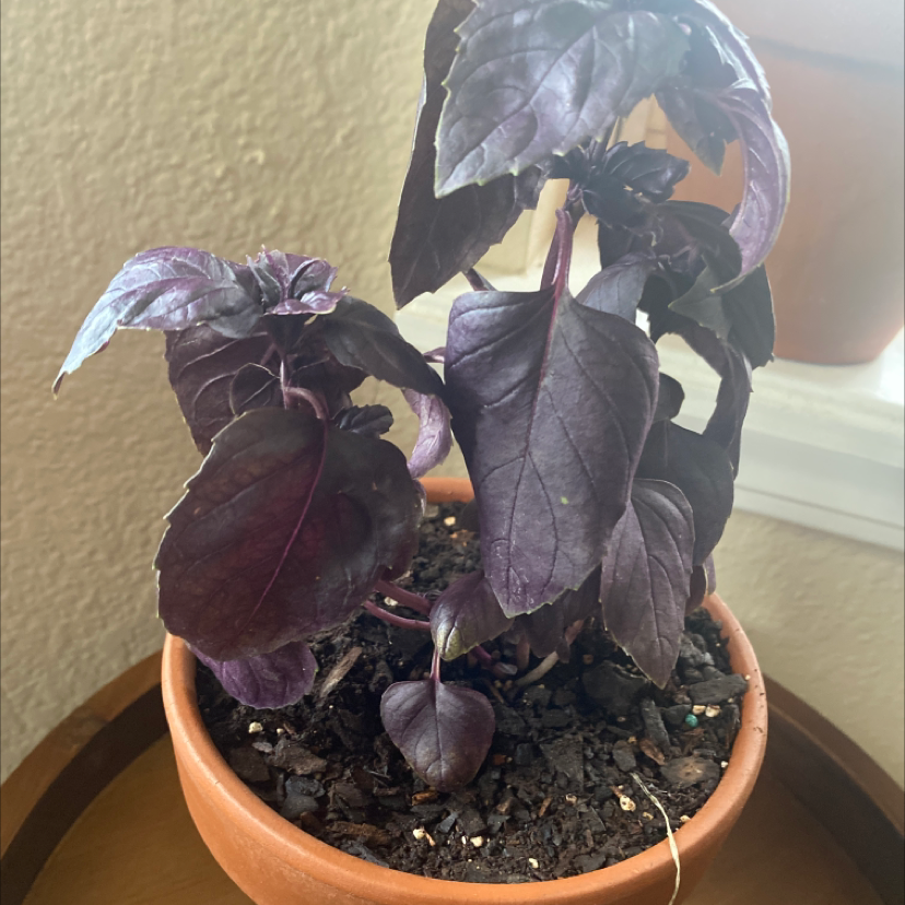 Photo of the plant species Basil Purple Ruffles by @SelflessMarimo named Basil on Greg, the plant care app