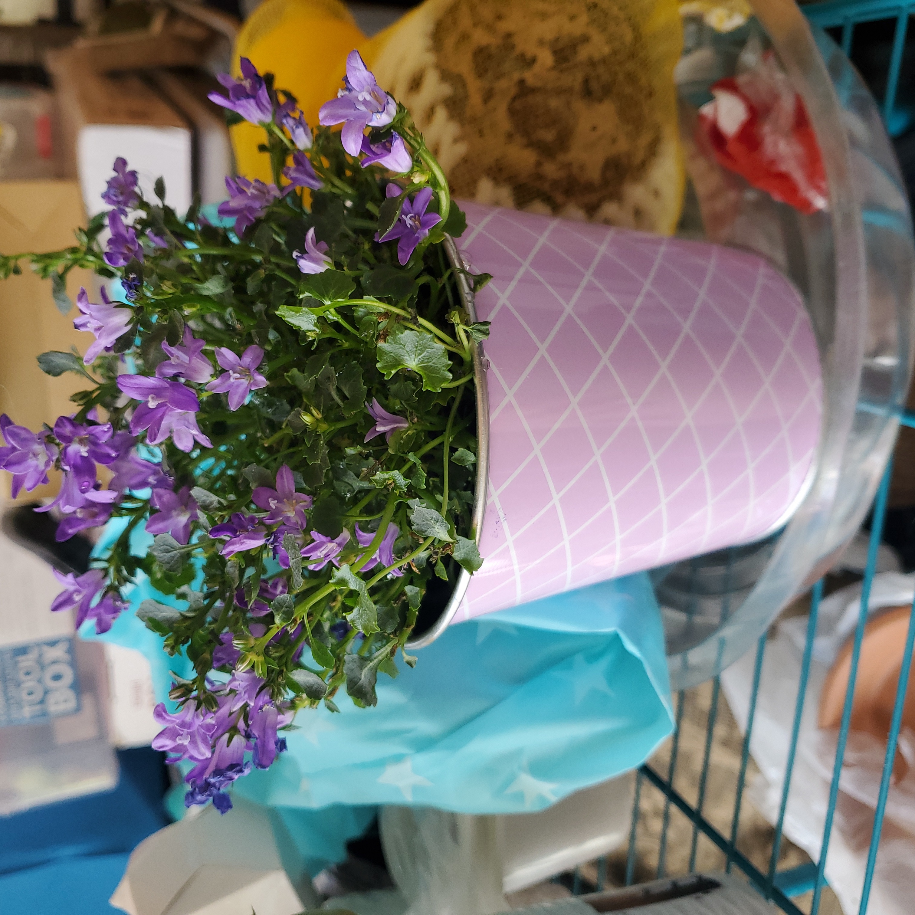 Potted Peach-Leaf Bellflower with purple flowers in a pink pot.