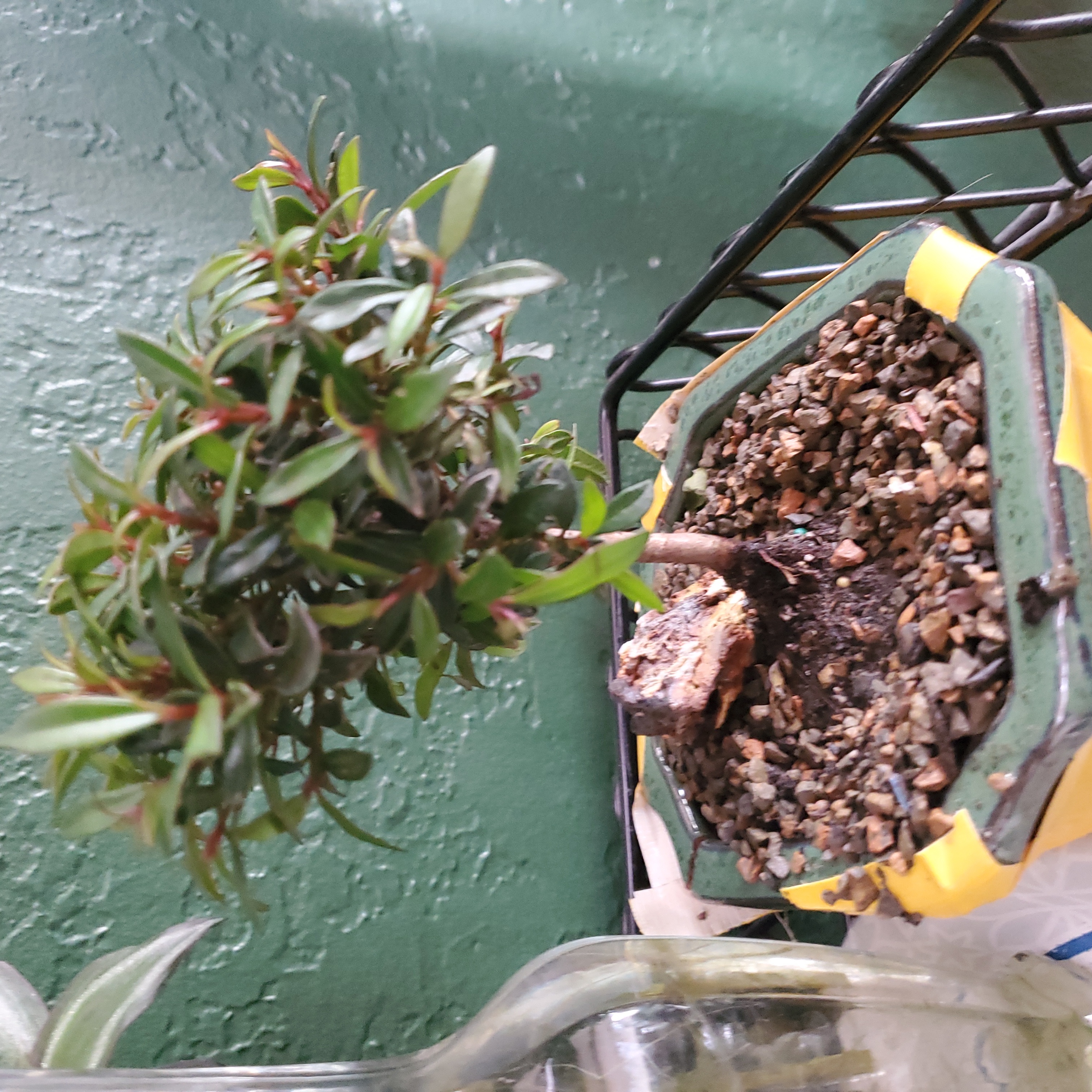 A small potted Surinam Cherry plant with dense green foliage, leaning to one side.
