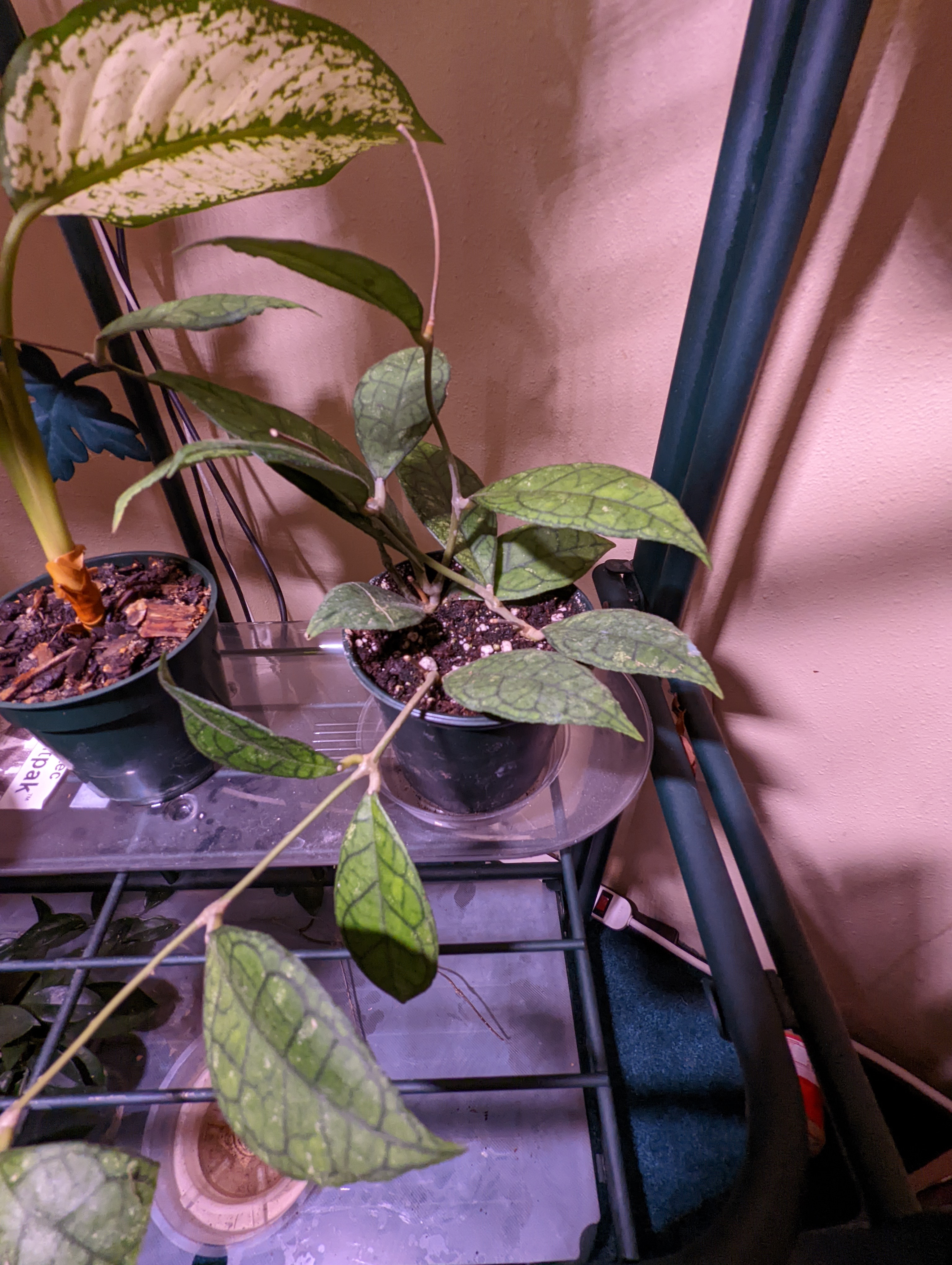 Hoya finlaysonii plant with green veined leaves in a pot on a shelf.