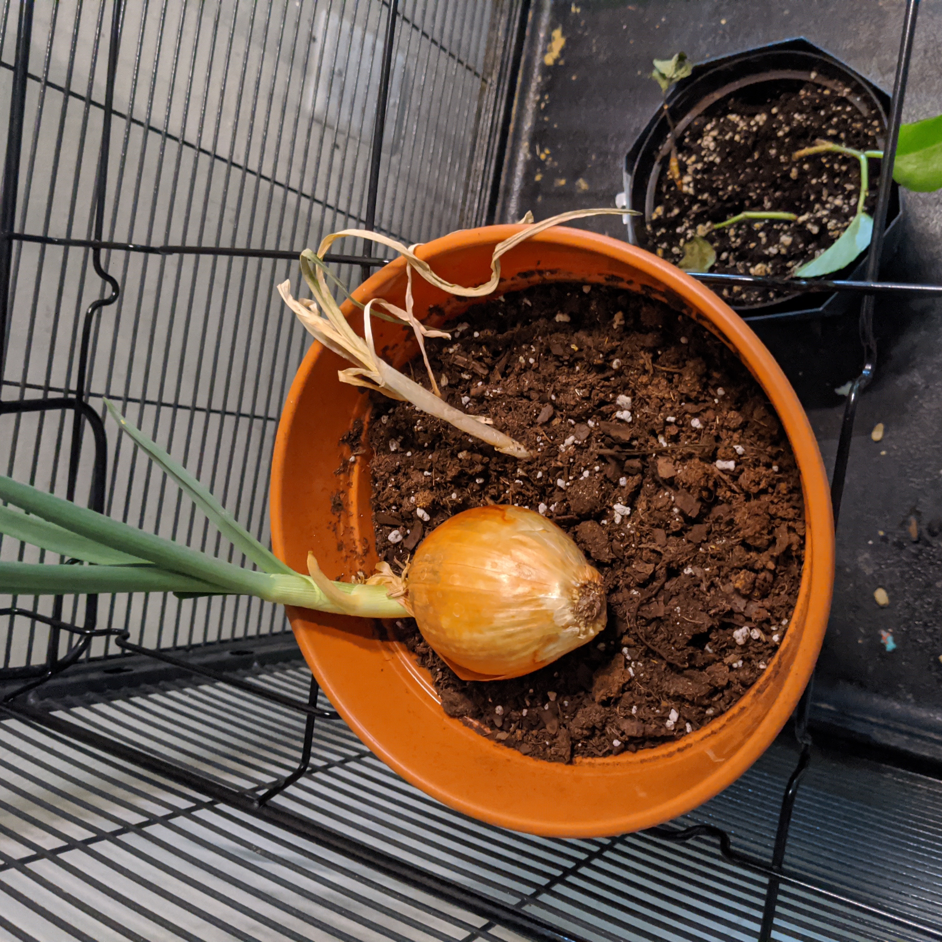 Potted Globe Onion plant with visible soil and some yellowing and browning leaves.