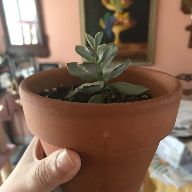 Echeveria Runyonii plant photo by @BabyAlula named Abby on Greg, the plant care app.