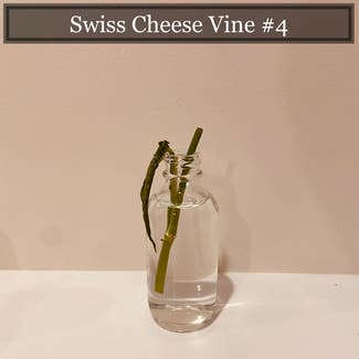 Swiss Cheese Vine plant in Richmond, Virginia