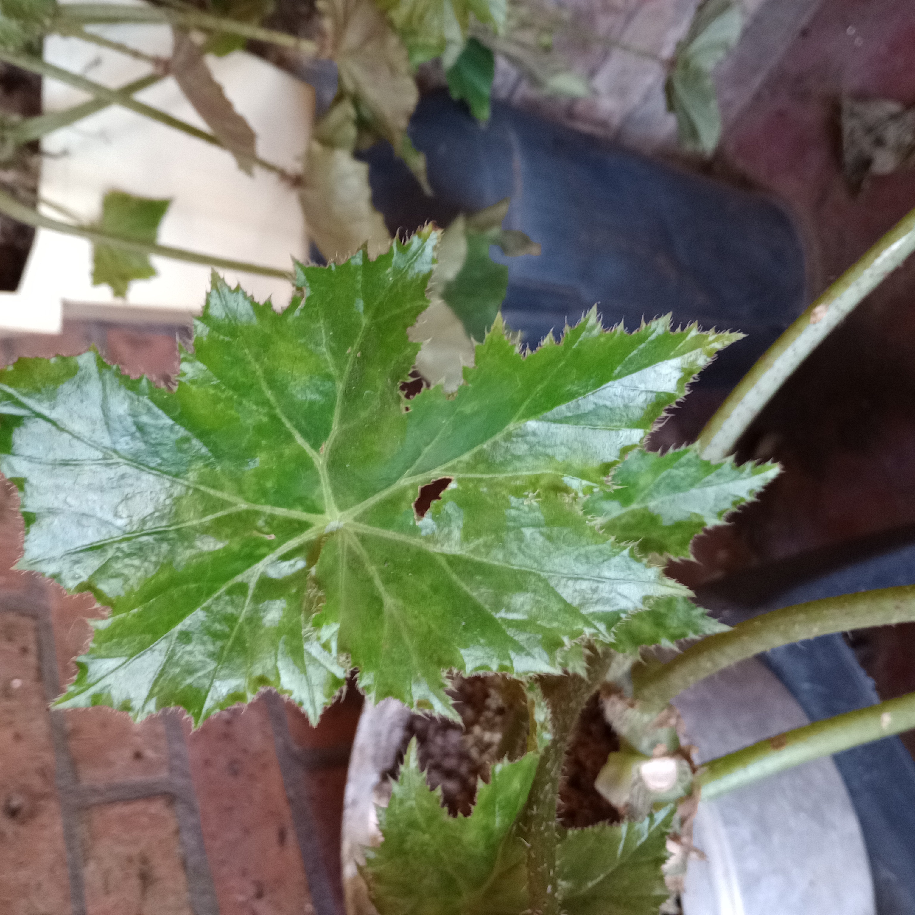 Photo of the plant species Begonia heracleifolia by @DapperMandrake named Abu1 on Greg, the plant care app