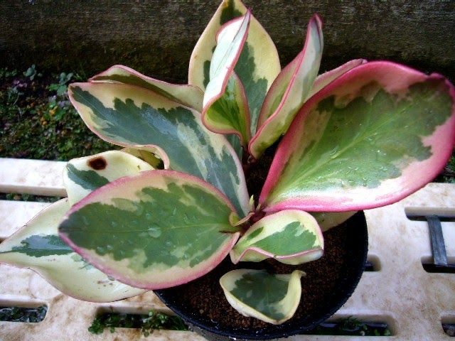 Photo of the plant species Jelly Plant by @littlebeep named Tricolor Peperomia on Greg, the plant care app