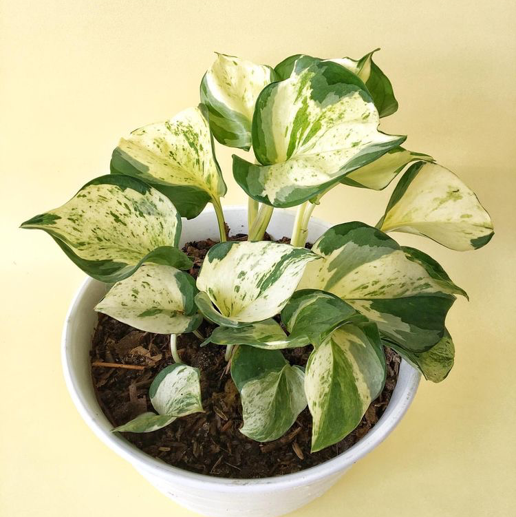 Jade Pothos plant photo by @littlebeep named Pothos on Greg, the plant care app.
