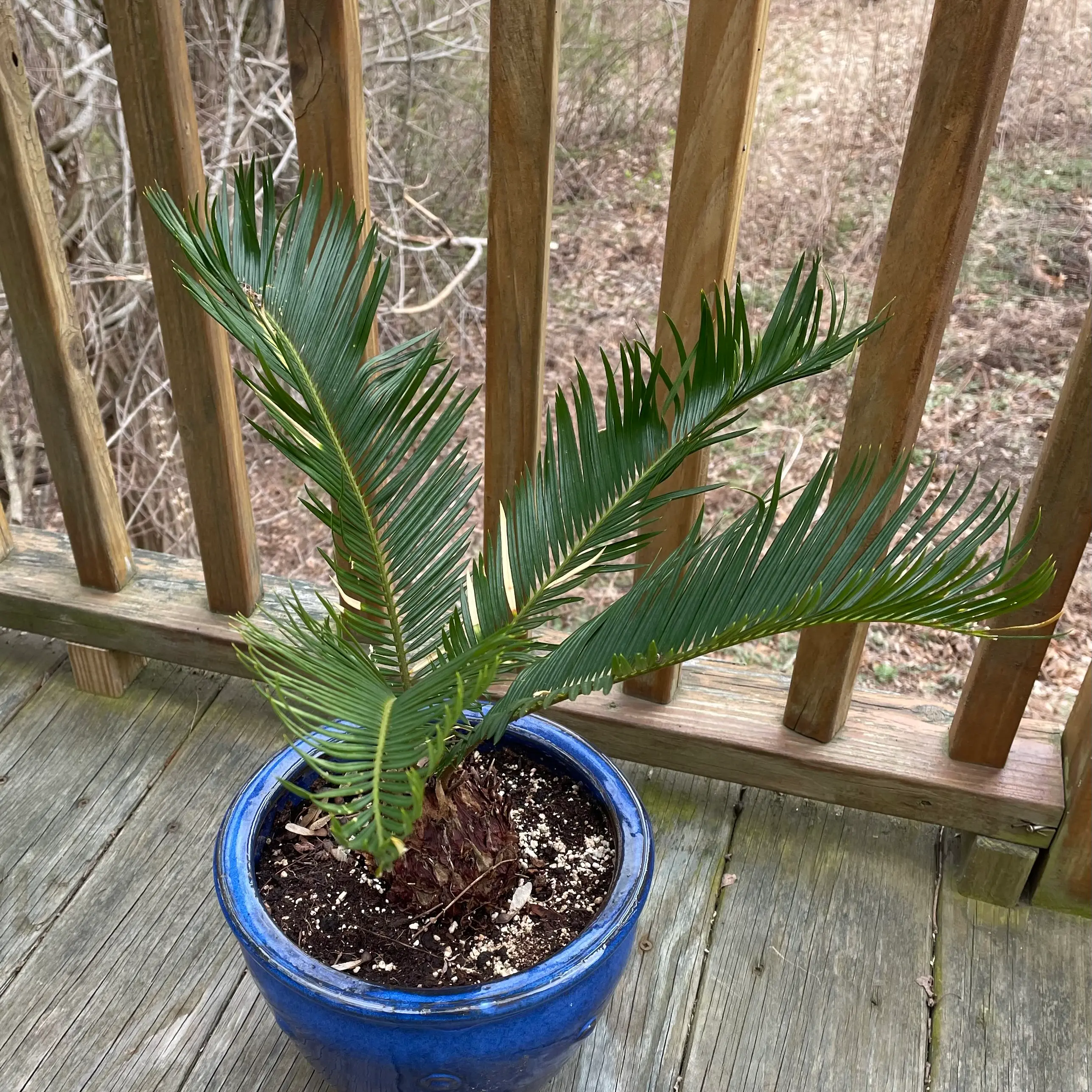 Photo of the plant species sago palm by @SolidCoralreef named Your plant on Greg, the plant care app