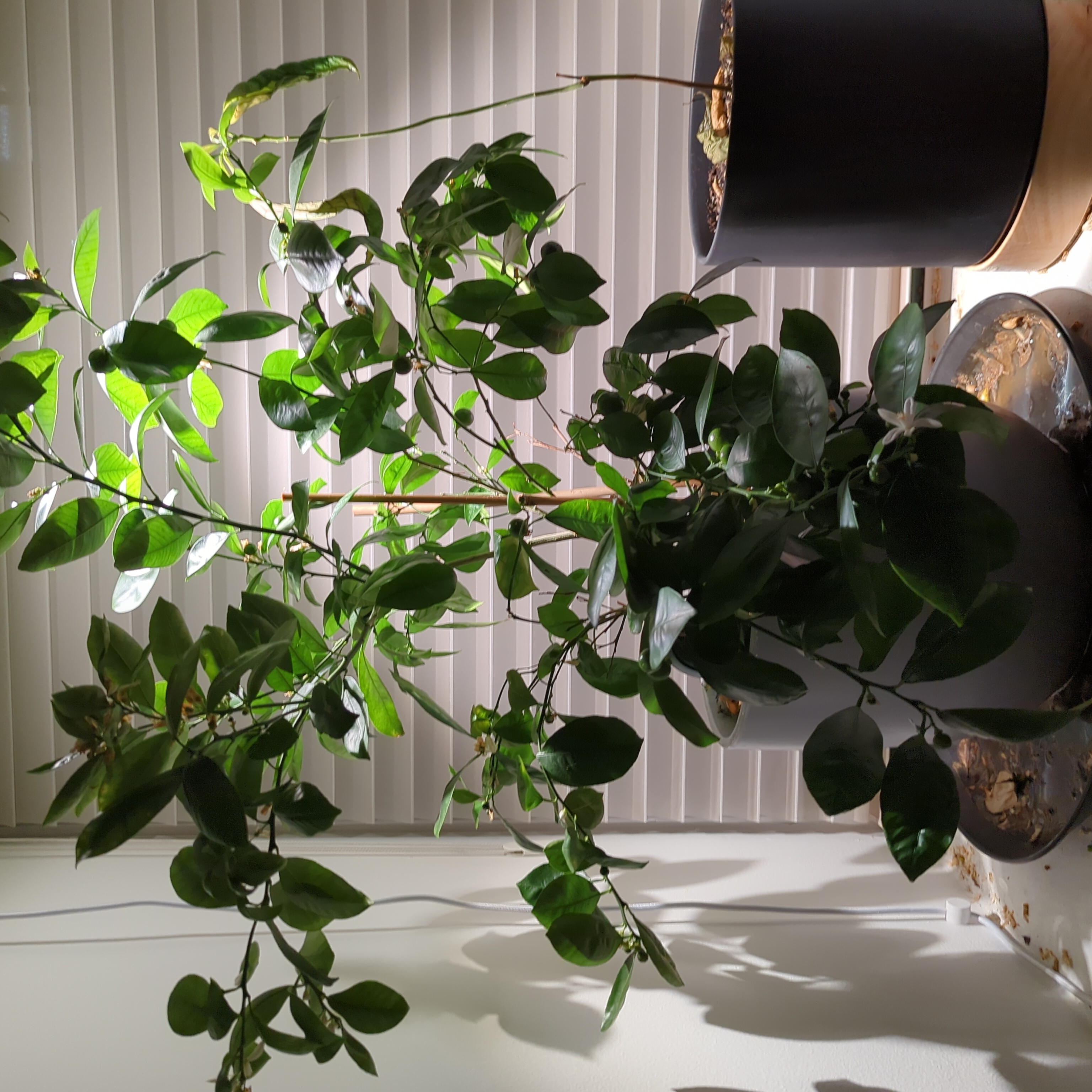 Calamondin plant with healthy green leaves in a well-lit environment.