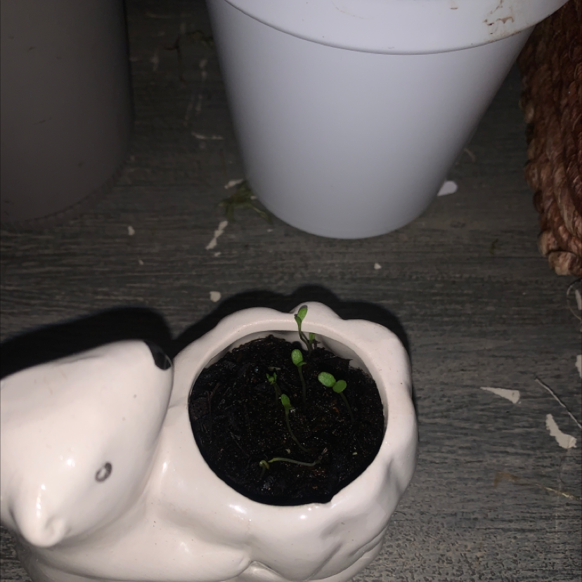 Photo of the plant species Chocolate Cosmos by @StableWavycap named Your plant on Greg, the plant care app