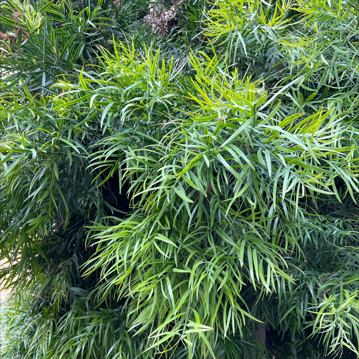 Healthy Podocarpus plant with dense, green, narrow leaves.