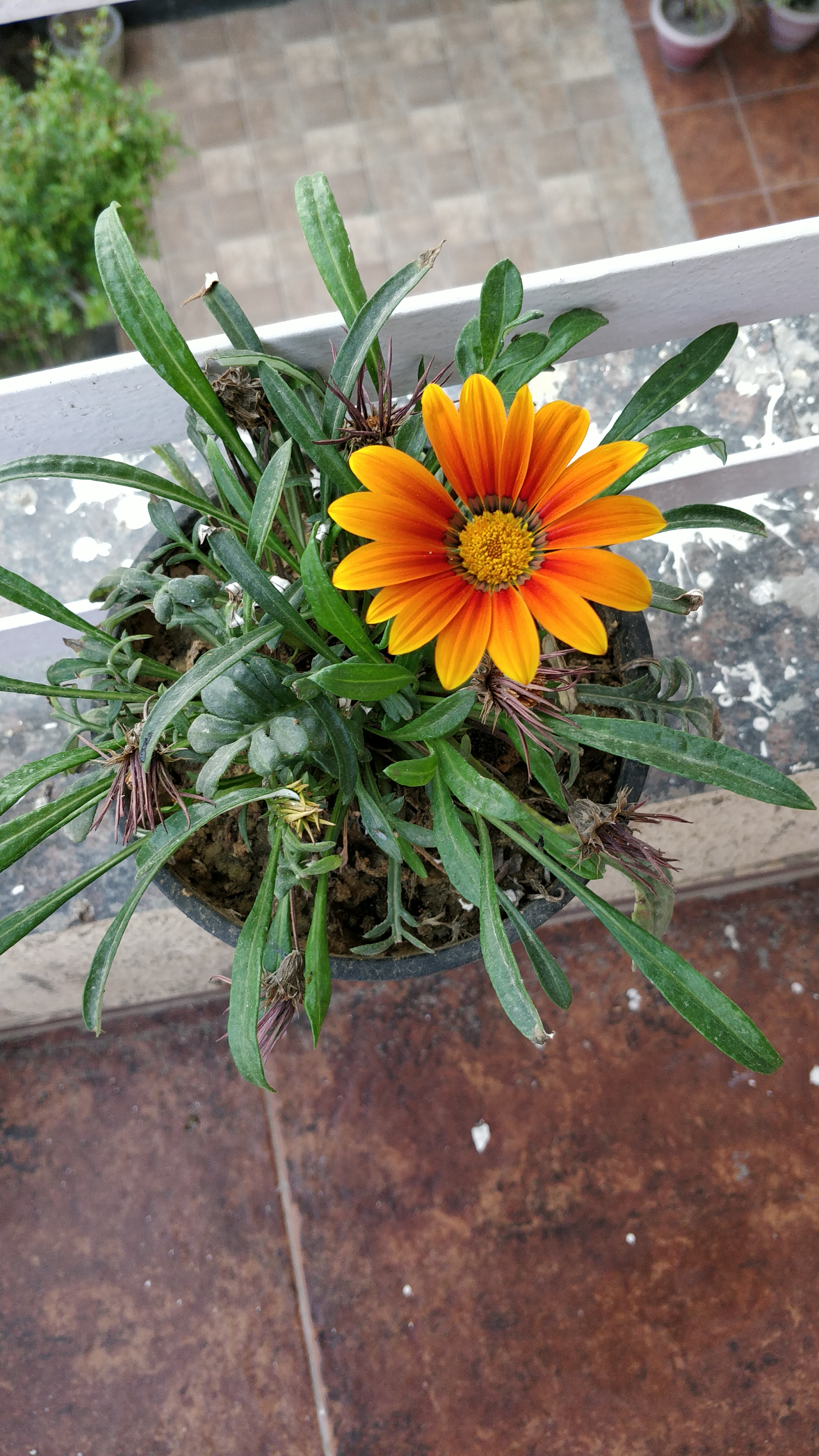 Potted Treasureflower with a single orange bloom and some browning leaves.