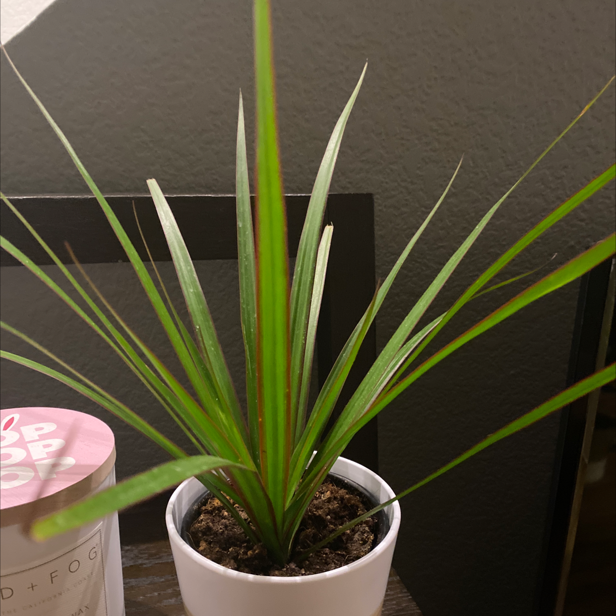 New Zealand Flax Ultimate Guide to Fertilizing