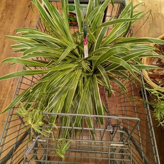 Spider Plant plant in Bryan, Texas