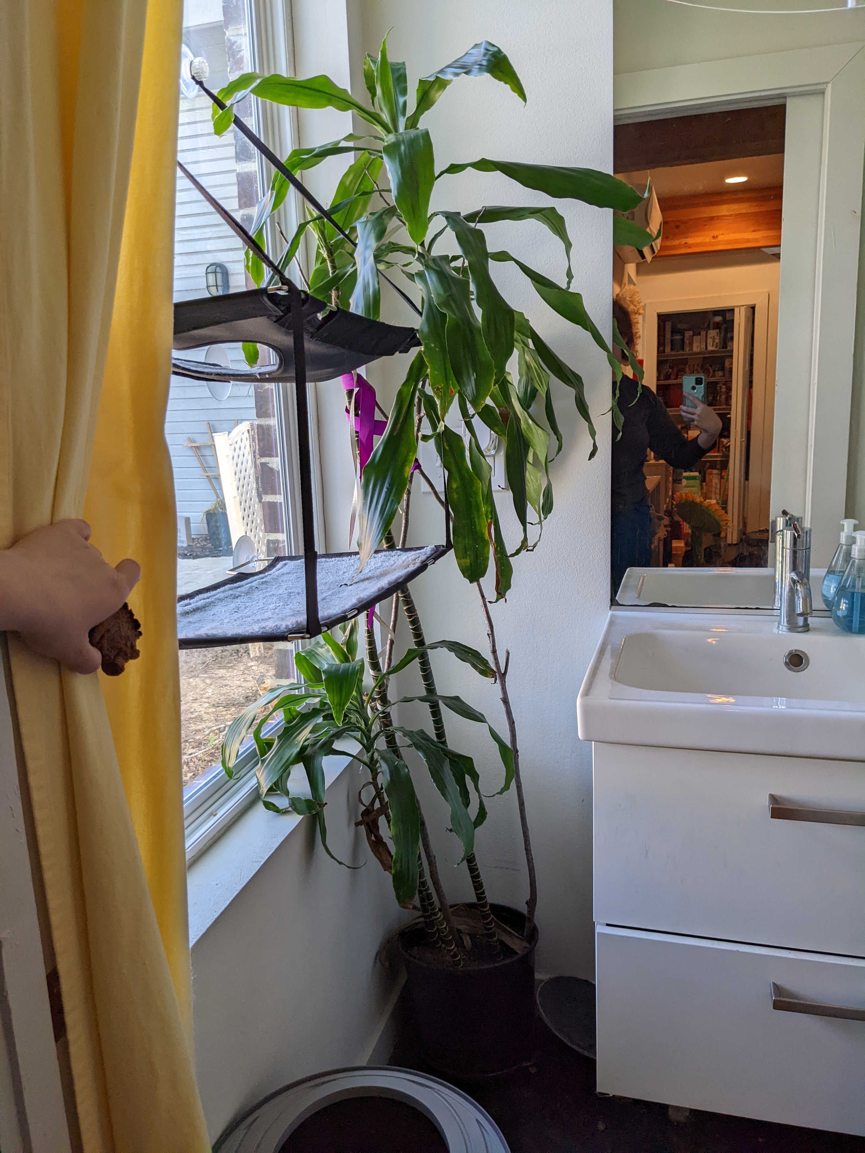 Dracaena 'Lisa' plant in a pot near a window in a bathroom, with some yellowing and browning leaves.
