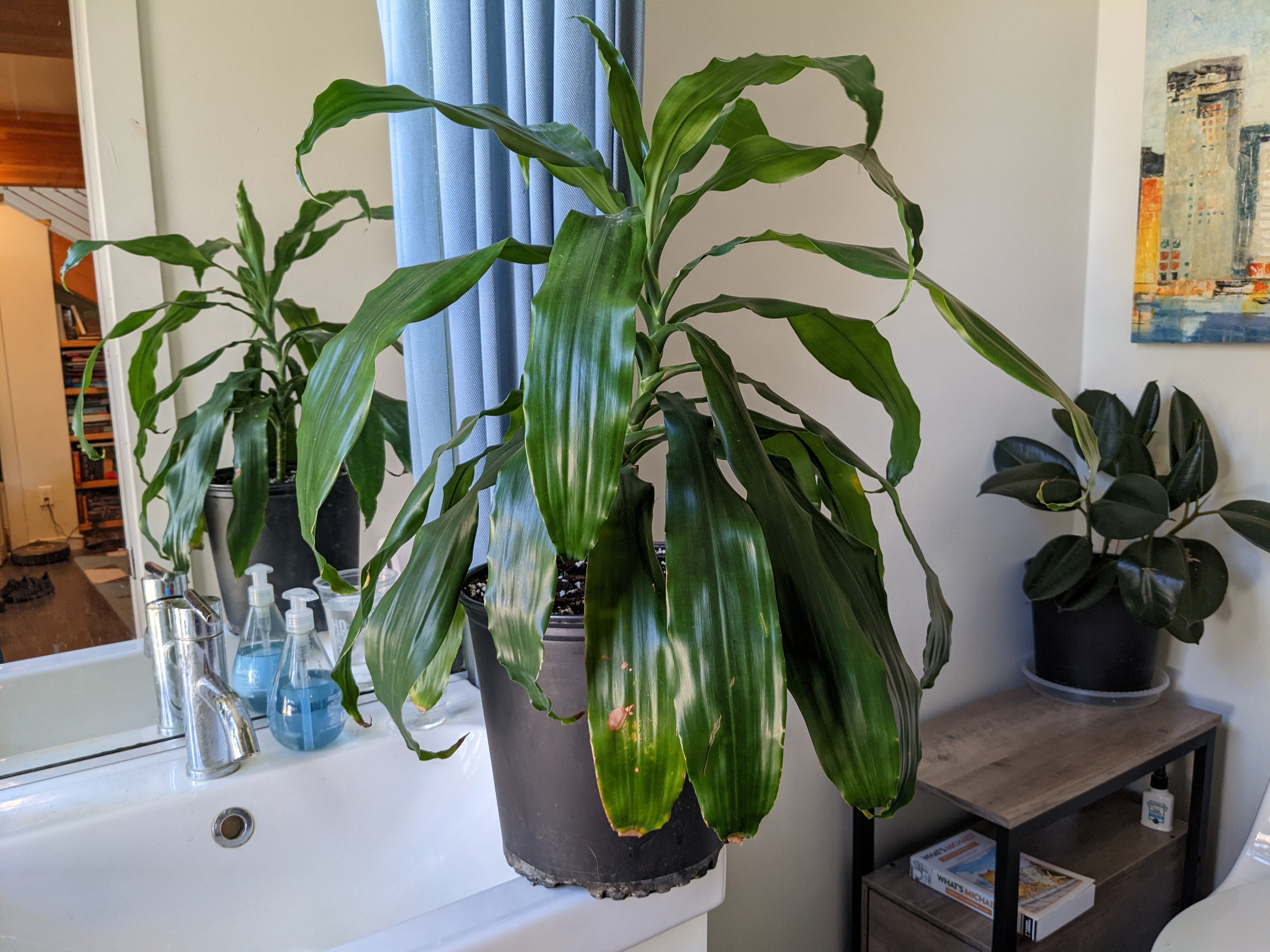 Why Are My Dracaena 'Lisa' Leaves Mushy?