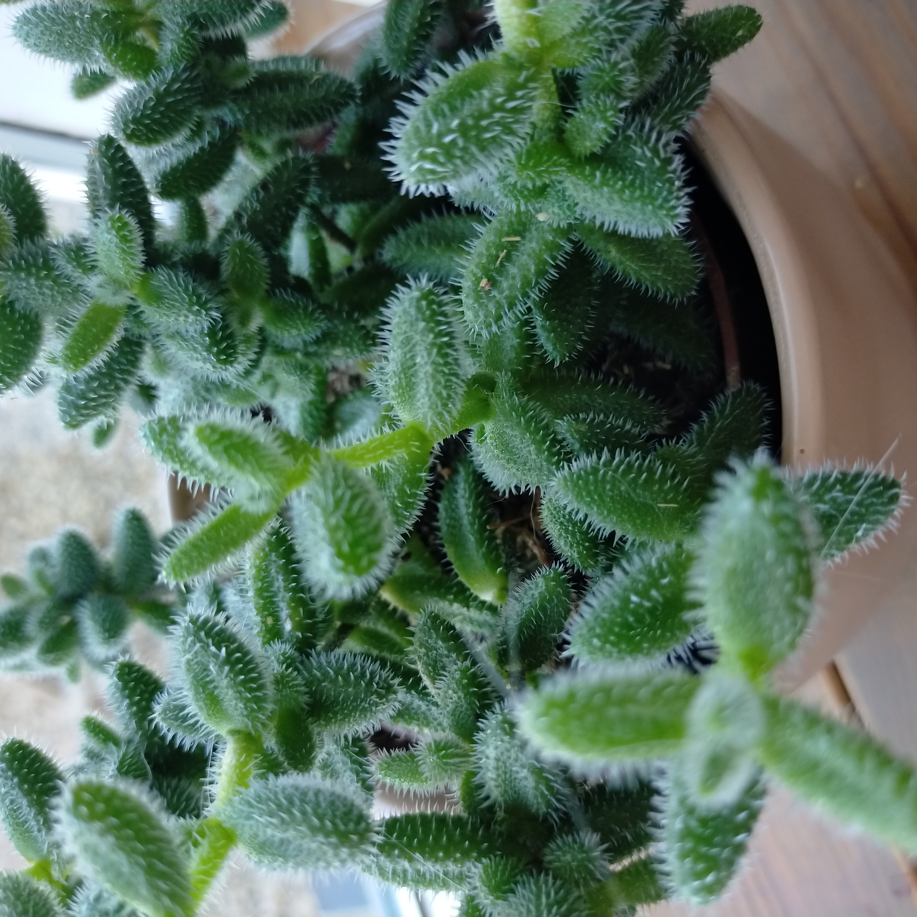 Photo of the plant species Pickle Plant by @SecureBluerose named Rick on Greg, the plant care app