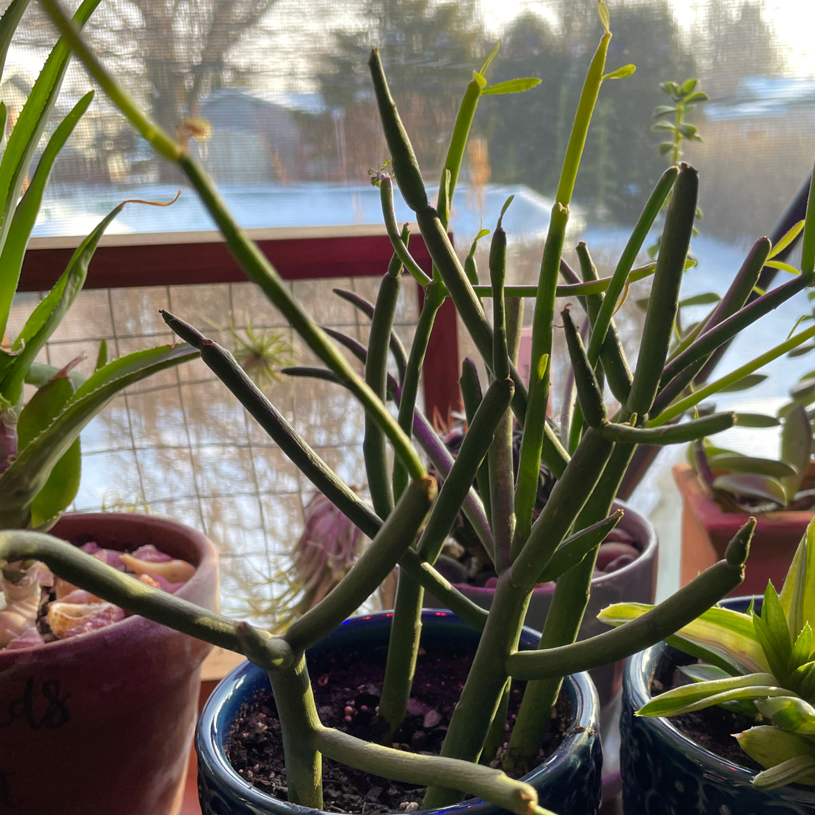 Pencil Cactus (Euphorbia tirucalli) in a pot near a window with other potted plants in the background.