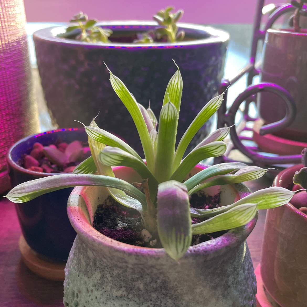 Haworthia cooperi plant in a small pot, healthy green leaves, with other plants in the background.