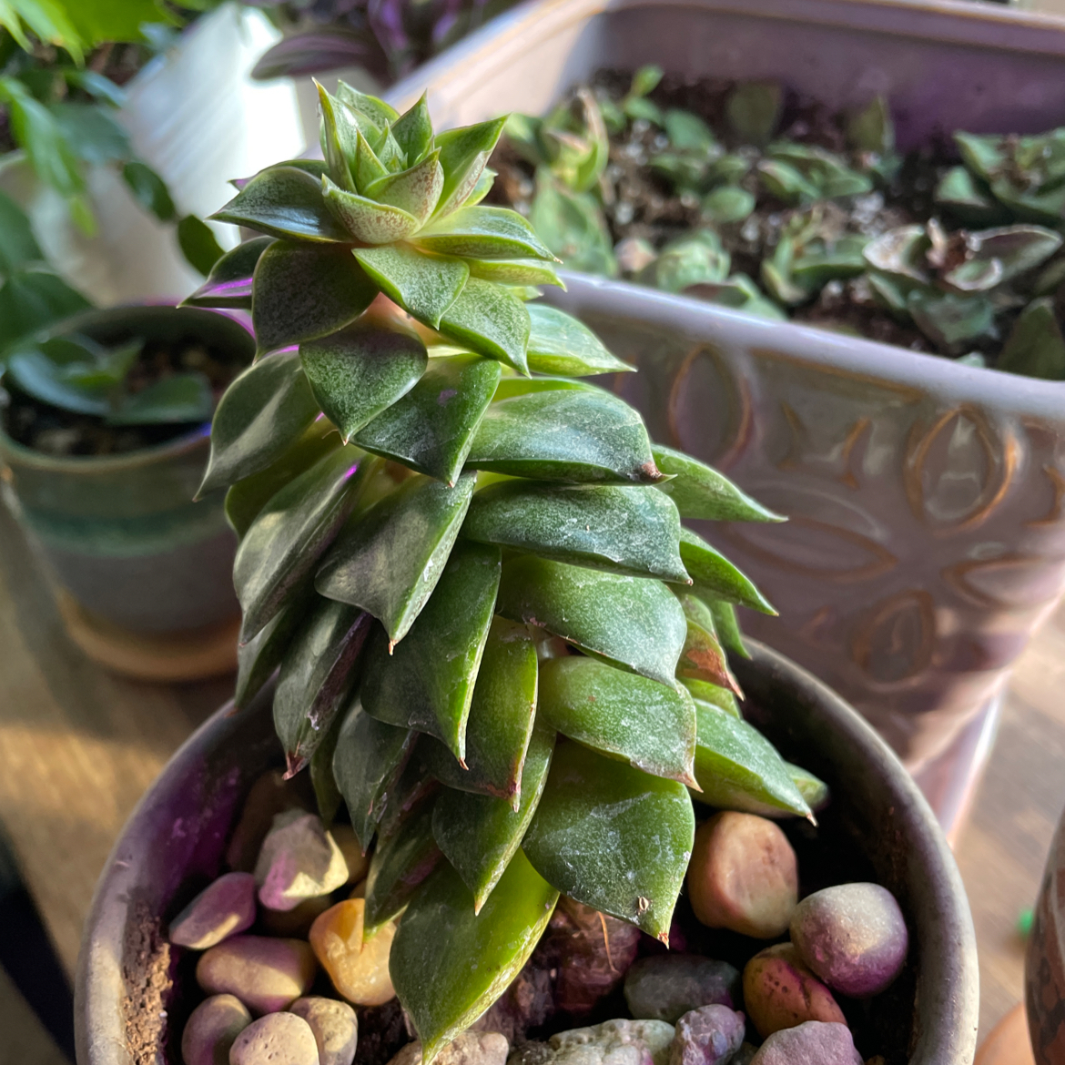 Lipstick Echeveria succulent in a pot with pebbles, surrounded by other plants.