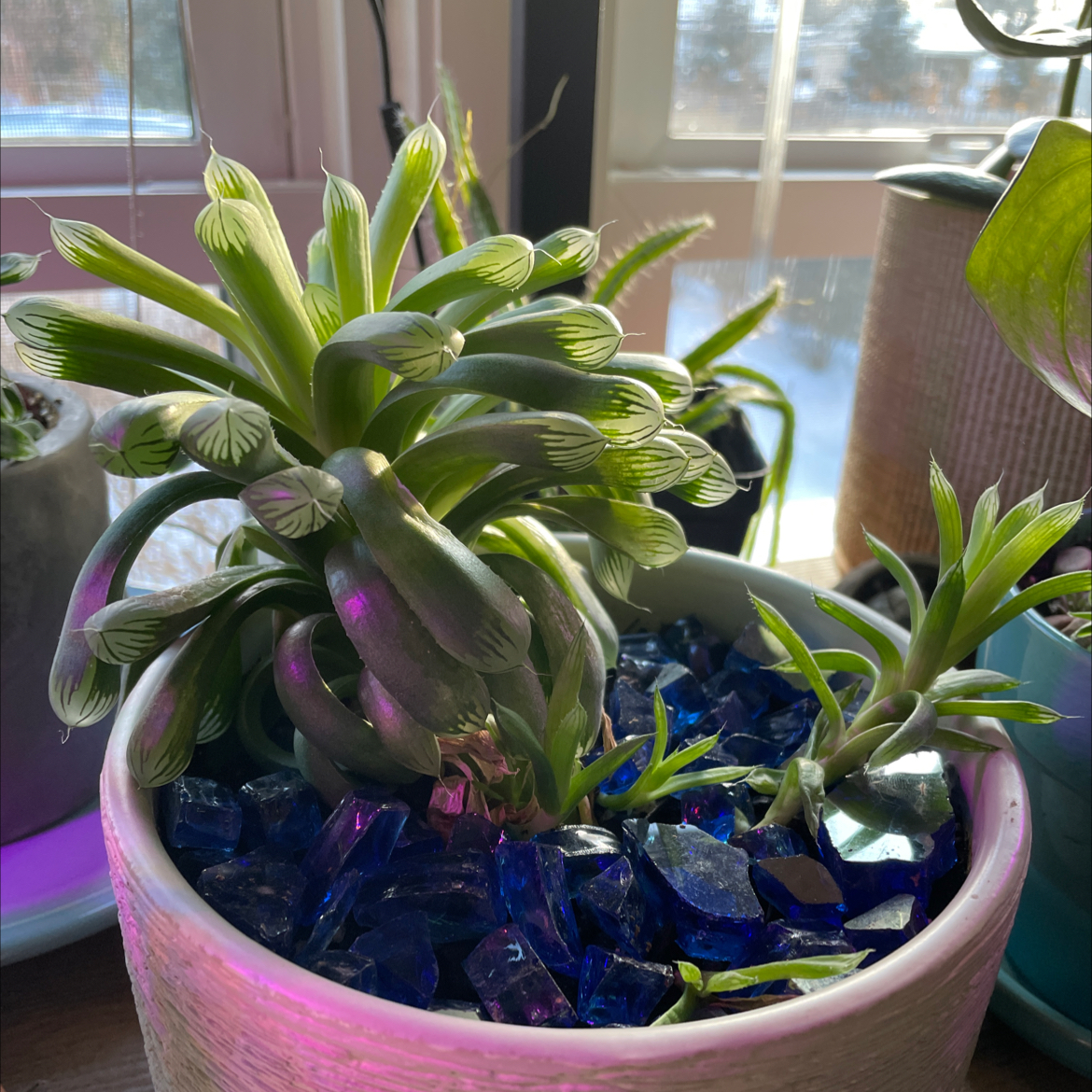 Haworthia cooperi plant in a pot with blue decorative stones, healthy green leaves.