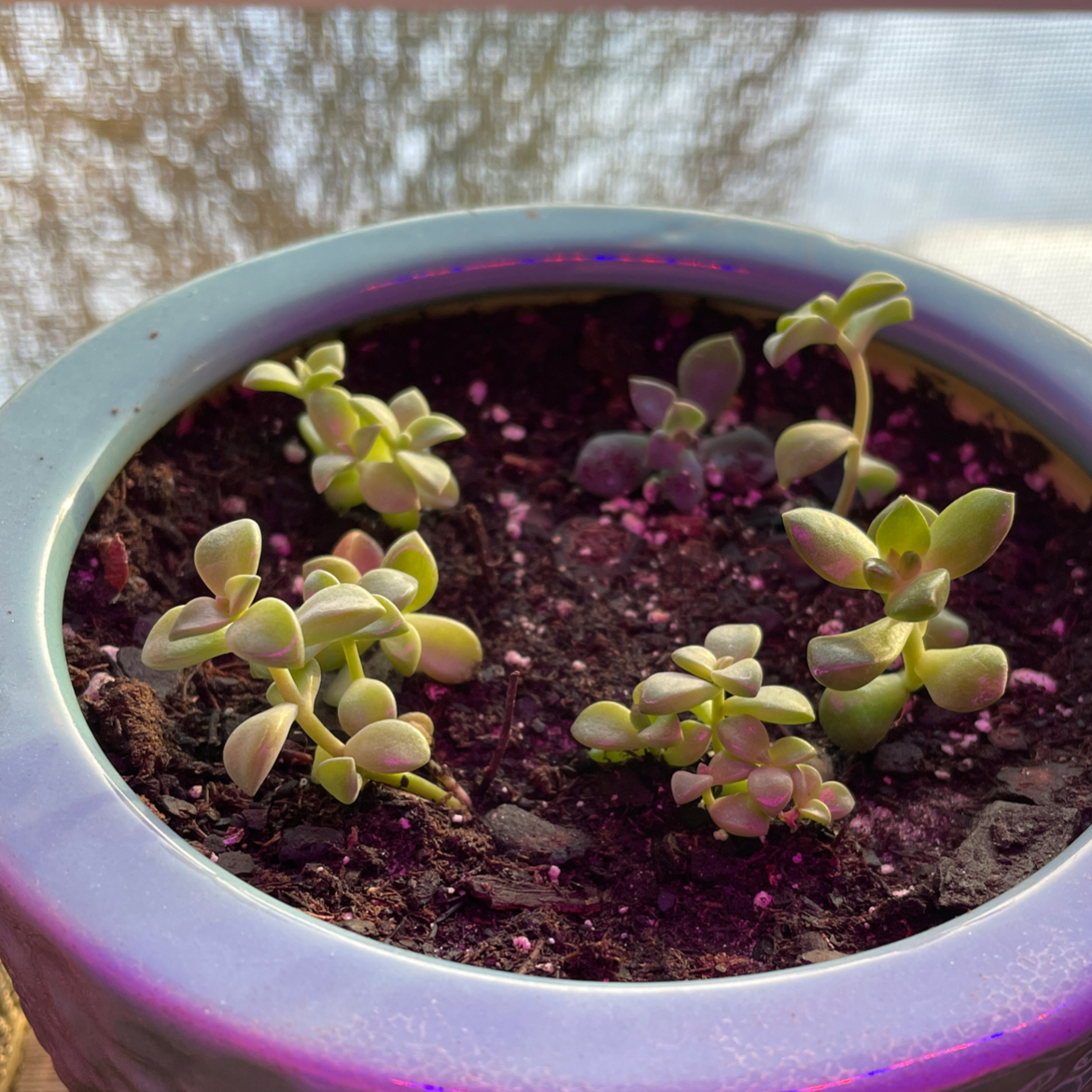 Potted Ghost Plant with multiple small rosettes in well-drained soil.