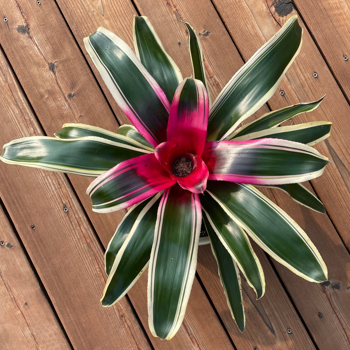 How and When Should I Cut Back My Blushing Bromeliad?