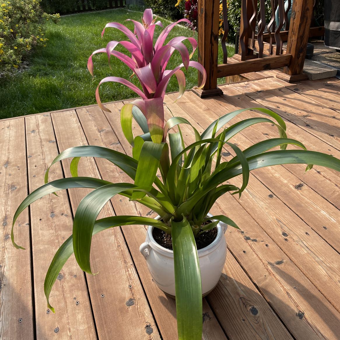 Healthy pink and green Droophead Tufted Airplant in a white ceramic pot on a wooden deck.