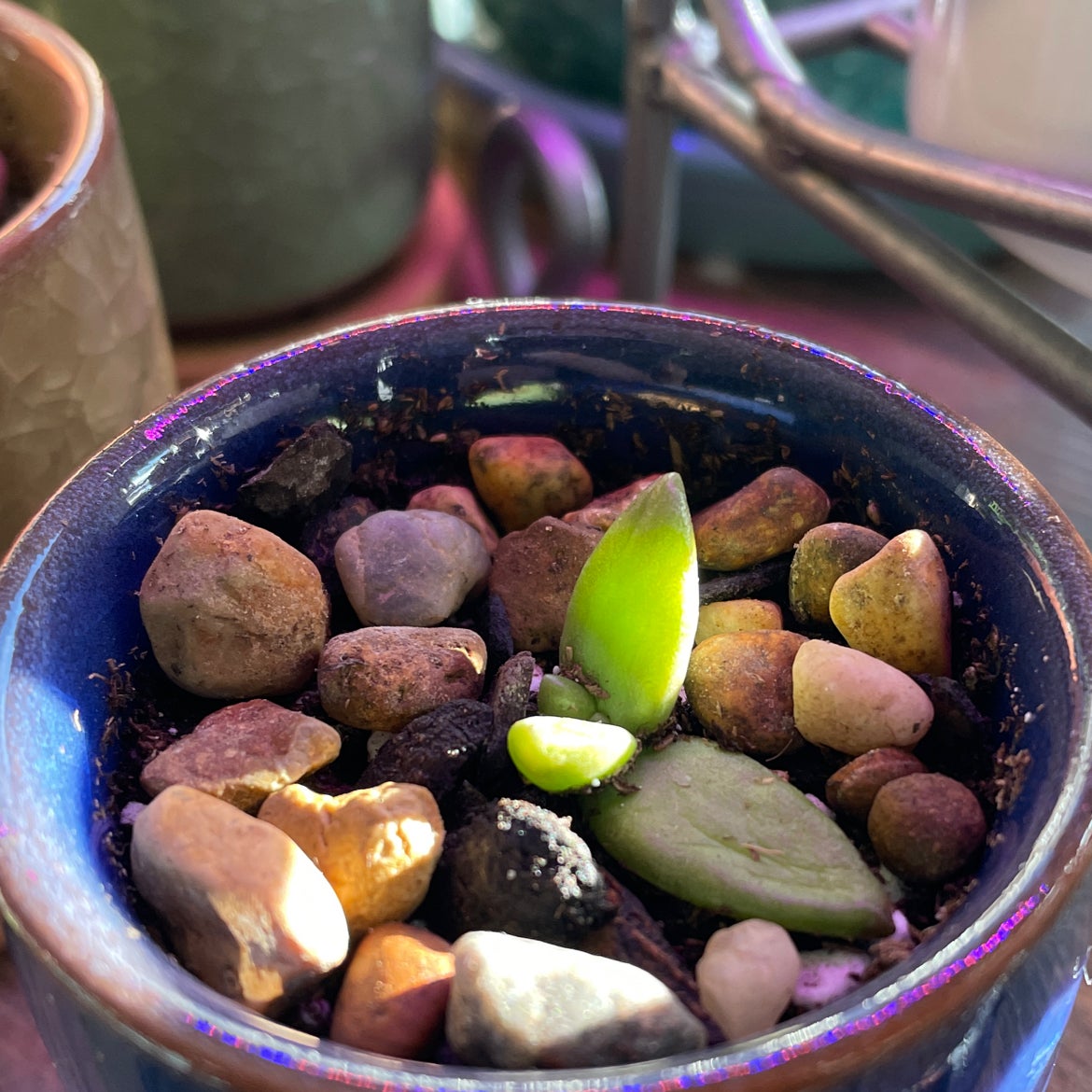 How to Propagate Your Lipstick Echeveria