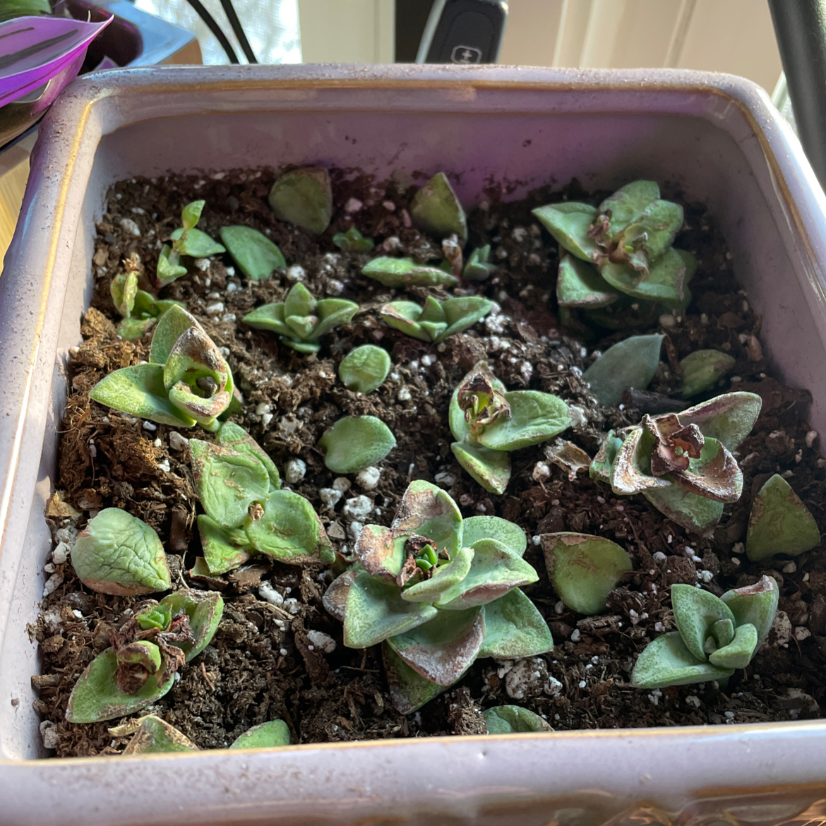 Close-up of a healthy variegated Crassula Pellucida succulent plant with purple and green heart-shaped leaves in a small pot.