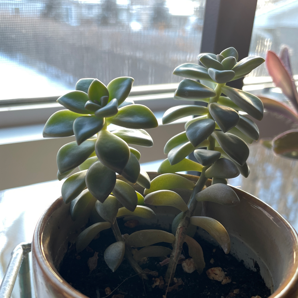 Potted Ghost Plant with healthy, fleshy leaves by a window with natural light.