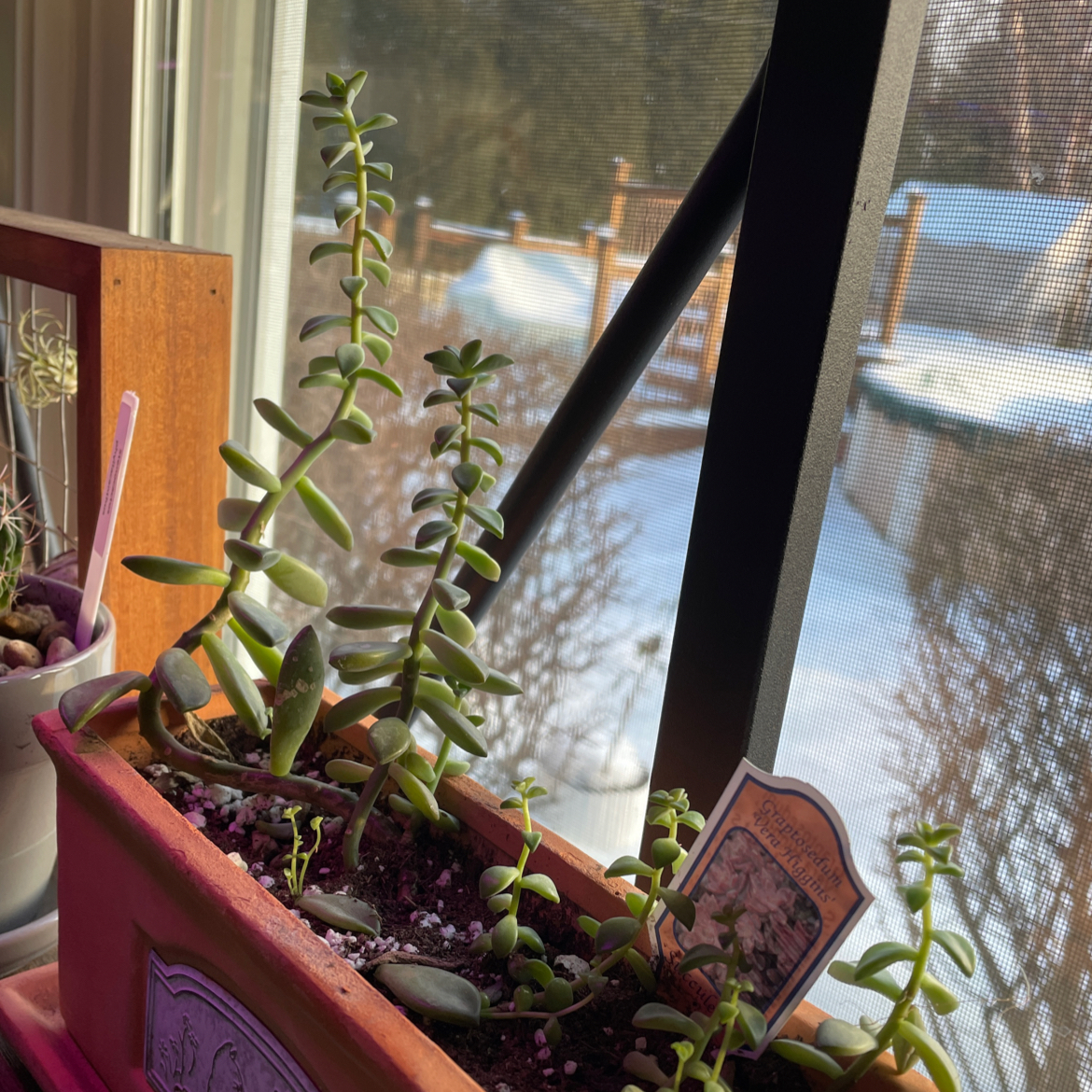 Jelly Bean Plant in a rectangular pot near a window, healthy with visible soil.