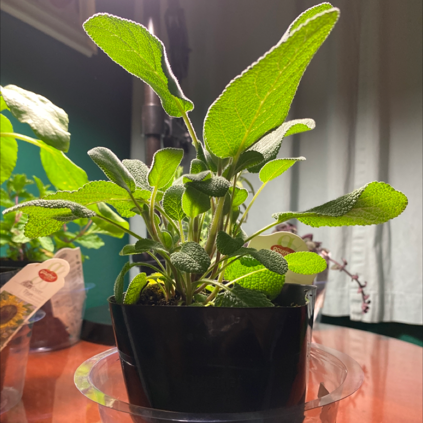Healthy Common Sage plant in a black pot with vibrant green leaves.