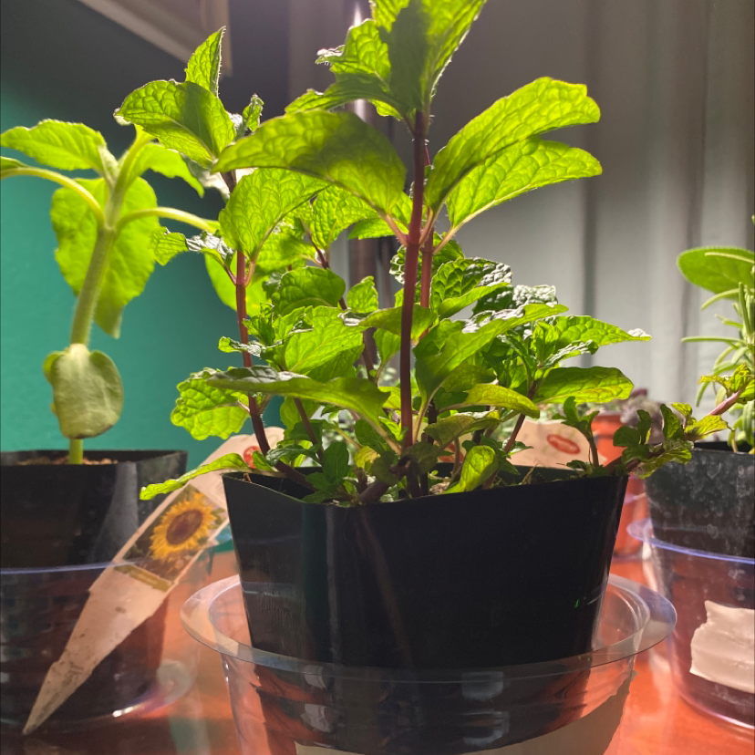 Potted spearmint plant with vibrant green leaves, well-framed and in focus.