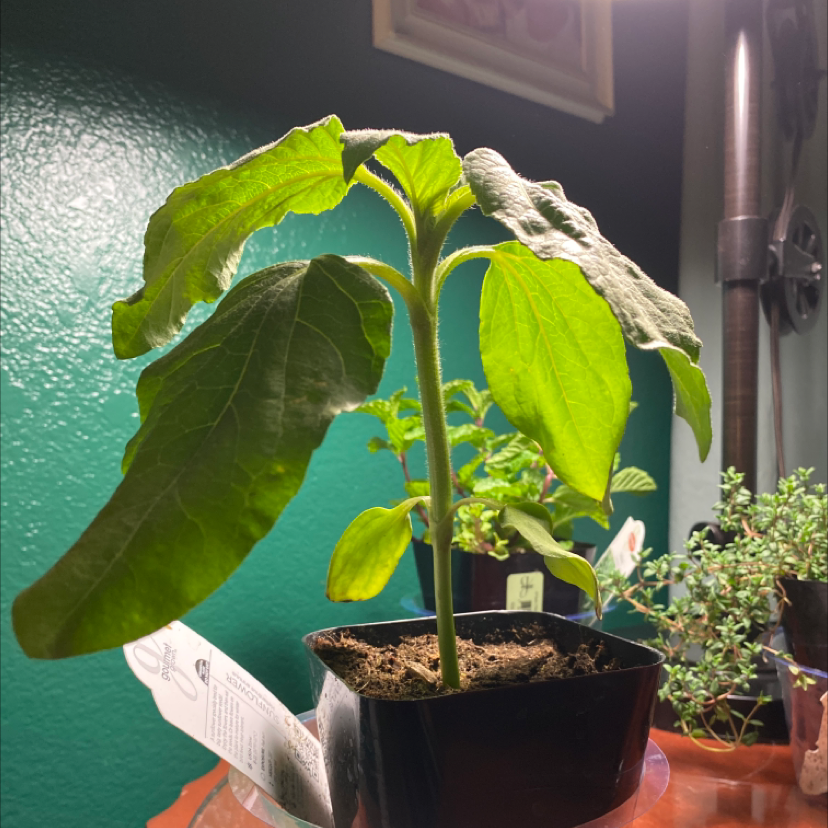 A thriving sunflower plant with large green leaves and small developing flowers, growing indoors in a black plastic pot.