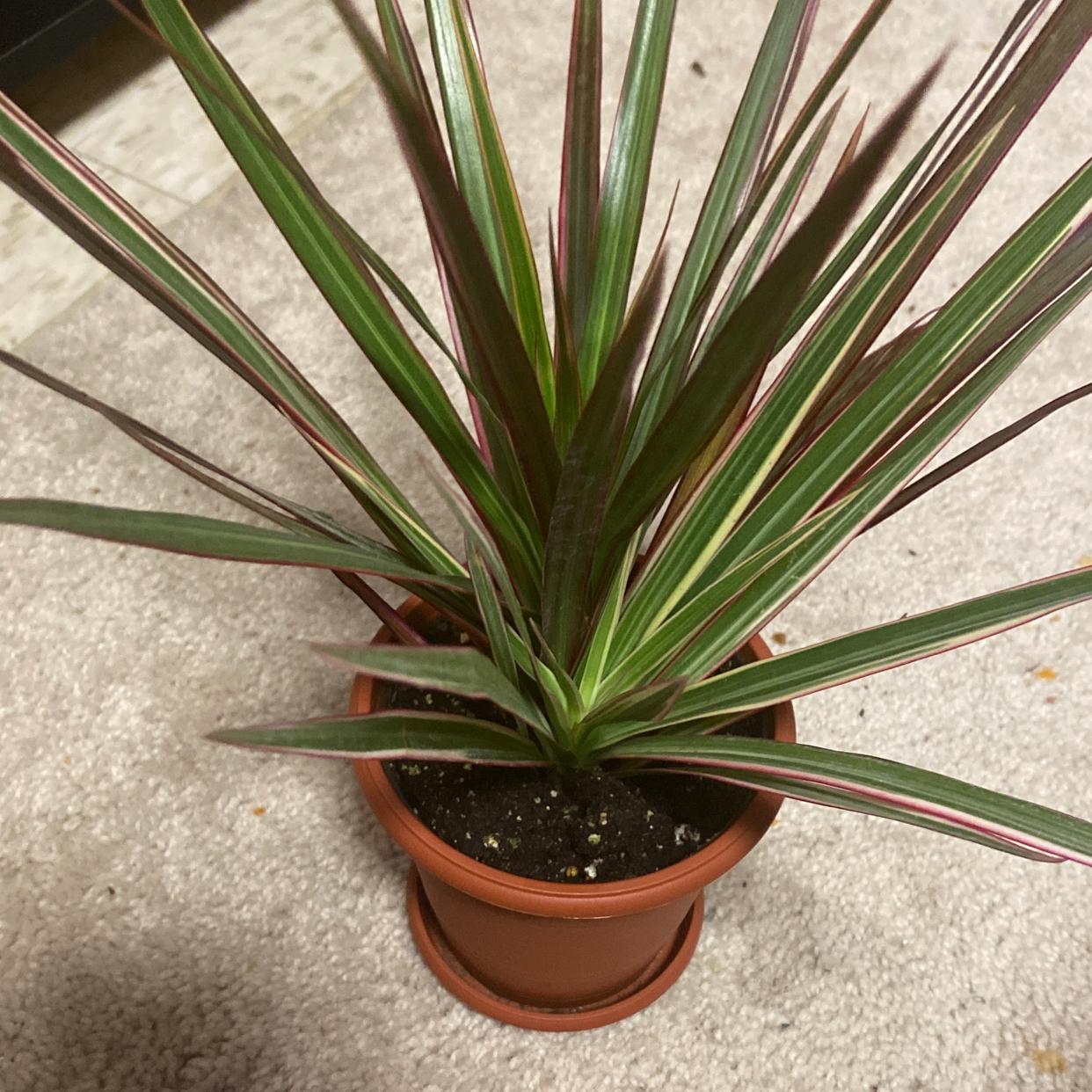 Potted Magenta Dragon Tree with green and magenta striped leaves.