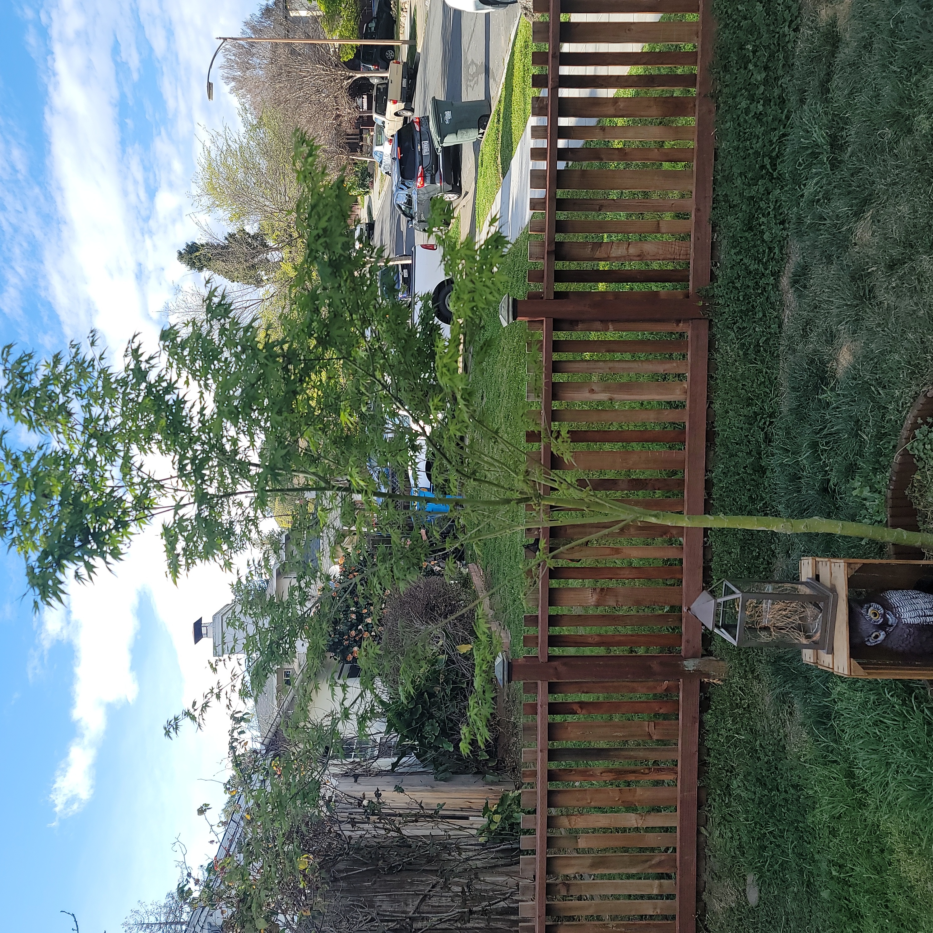 Photo of the plant species Japanese Maple by @DefiantGrass named JAPANESE Green maple on Greg, the plant care app