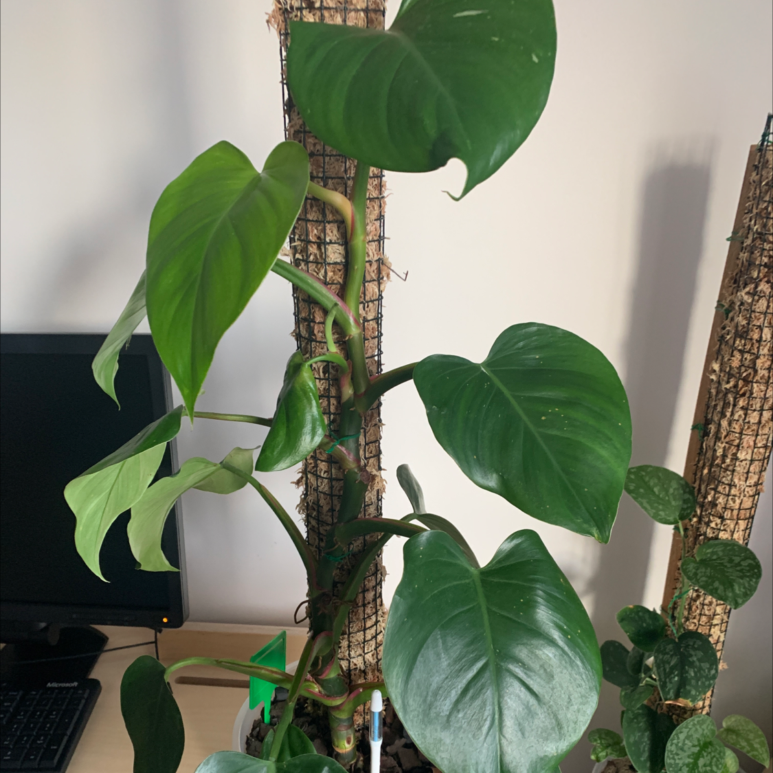 Philodendron 'White Princess' plant with large green leaves supported by a moss pole.