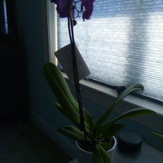 Phalaenopsis Orchid plant in Boston, Massachusetts