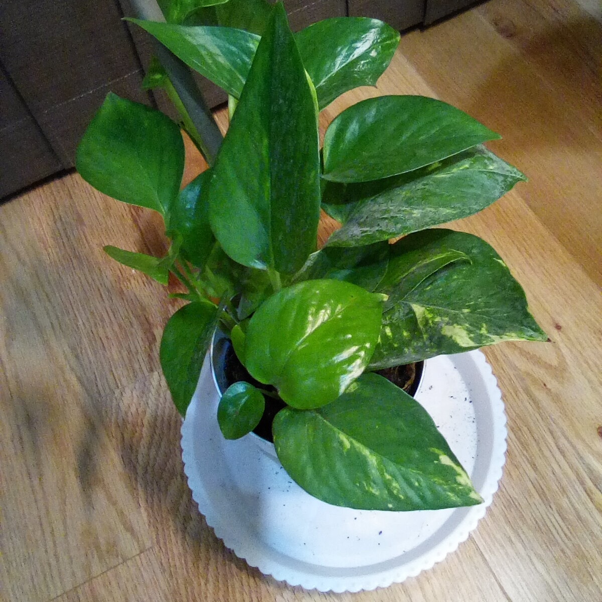 🌱