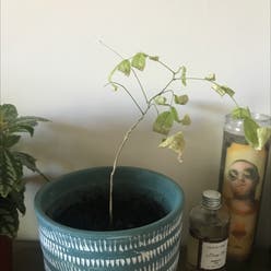 Blue Moon Wisteria plant